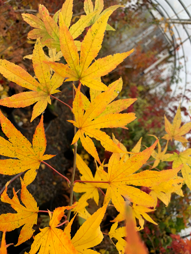- Acer palmatum 'Rikuzen shidare' Weeping Japanese Maple - Mr Maple │ Buy Japanese Maple Trees