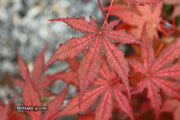 - Acer palmatum 'Frosted Purple' Japanese Maple - Mr Maple │ Buy Japanese Maple Trees