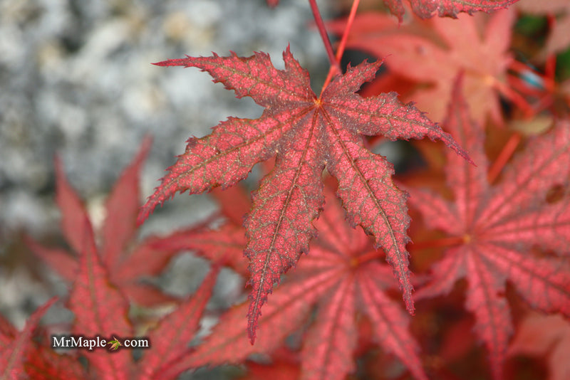 - Acer palmatum 'Frosted Purple' Japanese Maple - Mr Maple │ Buy Japanese Maple Trees