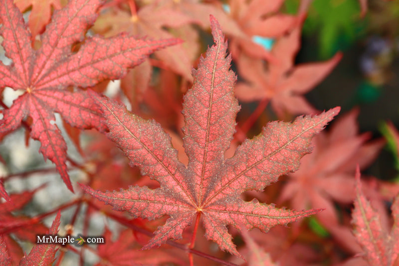 - Acer palmatum 'Frosted Purple' Japanese Maple - Mr Maple │ Buy Japanese Maple Trees