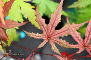 - Acer palmatum 'Frosted Purple' Japanese Maple - Mr Maple │ Buy Japanese Maple Trees