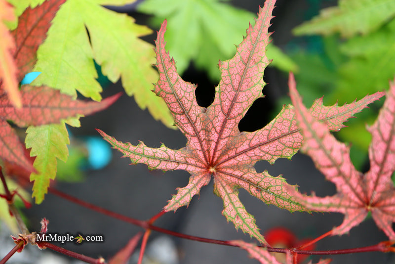- Acer palmatum 'Frosted Purple' Japanese Maple - Mr Maple │ Buy Japanese Maple Trees