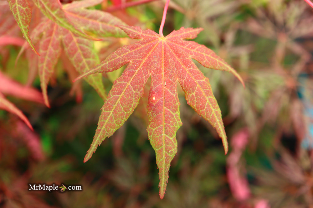 Acer palmatum 'Baby Ghost' Japanese Maple