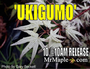 - Acer palmatum 'Ukigumo' Floating Clouds Japanese Maple - Mr Maple │ Buy Japanese Maple Trees