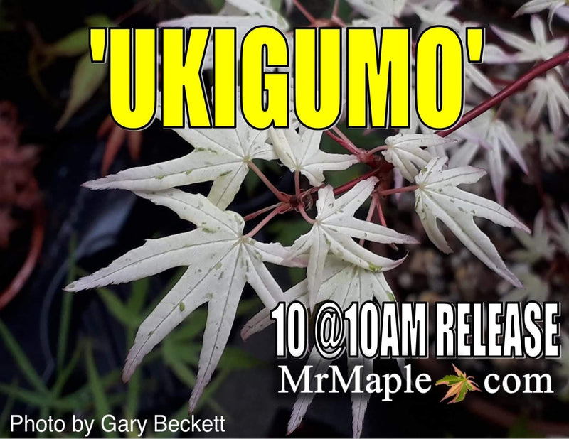 - Acer palmatum 'Ukigumo' Floating Clouds Japanese Maple - Mr Maple │ Buy Japanese Maple Trees