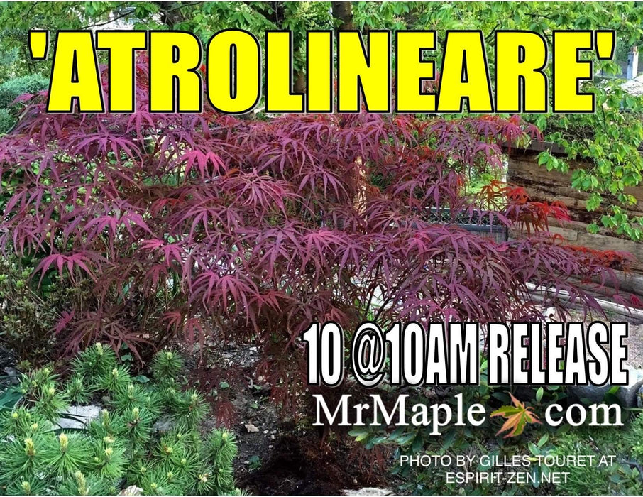 Acer palmatum 'Atrolineare' Japanese Maple