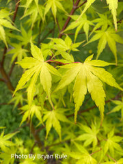 - Acer palmatum 'Alan's Gold' Pinebark Japanese Maple - Mr Maple │ Buy Japanese Maple Trees