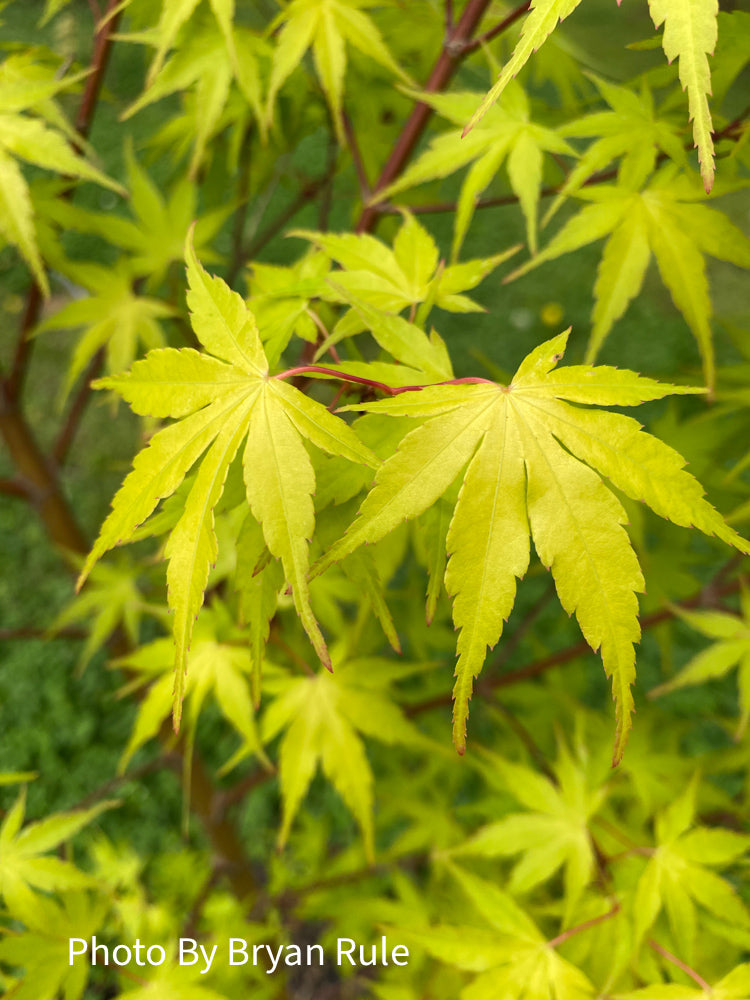 - Acer palmatum 'Alan's Gold' Pinebark Japanese Maple - Mr Maple │ Buy Japanese Maple Trees