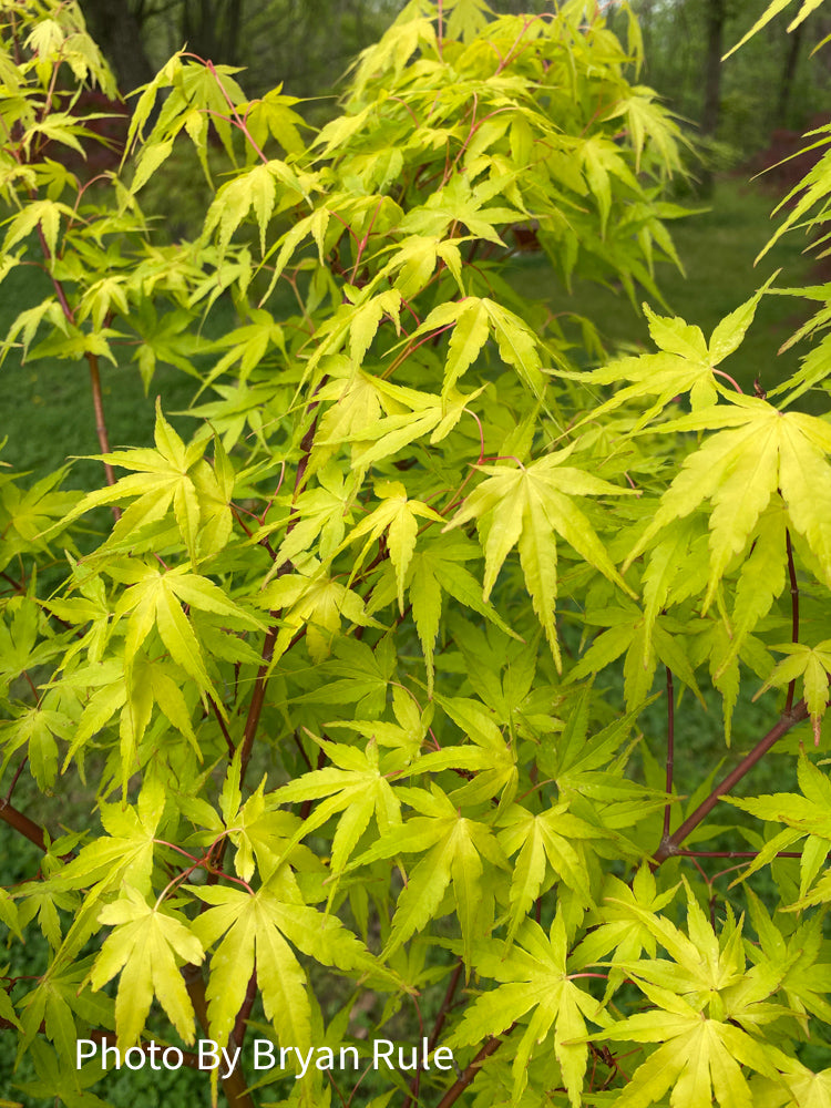 - Acer palmatum 'Alan's Gold' Pinebark Japanese Maple - Mr Maple │ Buy Japanese Maple Trees