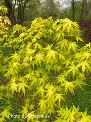 - Acer palmatum 'Alan's Gold' Pinebark Japanese Maple - Mr Maple │ Buy Japanese Maple Trees