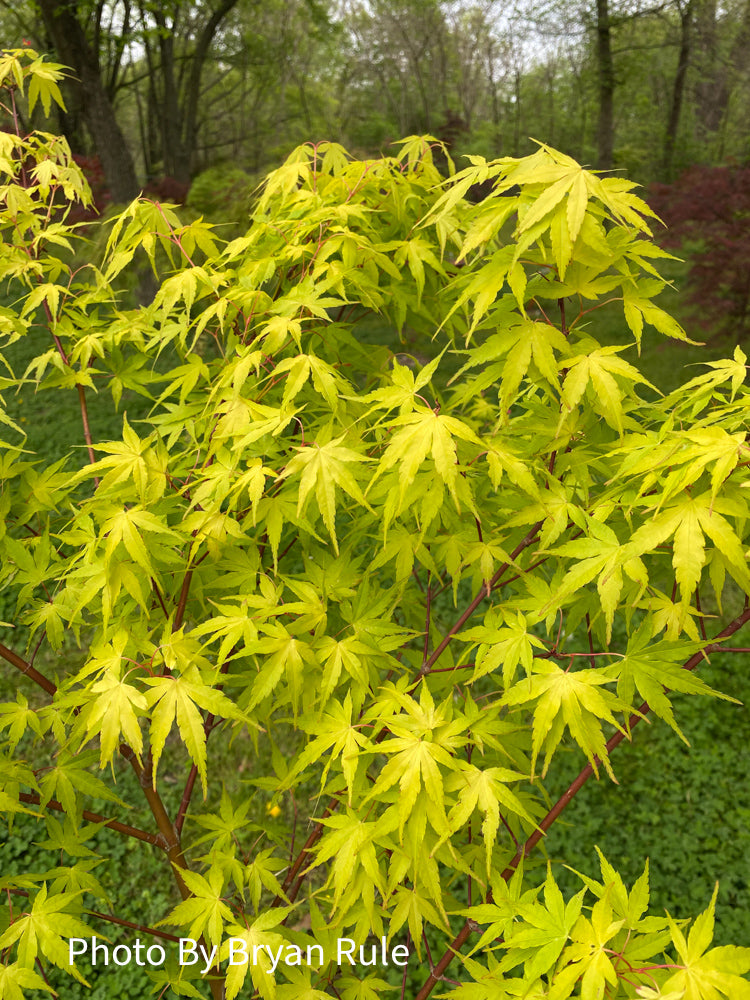 - Acer palmatum 'Alan's Gold' Pinebark Japanese Maple - Mr Maple │ Buy Japanese Maple Trees
