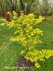 - Acer palmatum 'Alan's Gold' Pinebark Japanese Maple - Mr Maple │ Buy Japanese Maple Trees