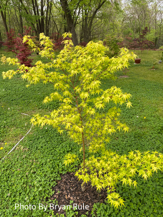 Acer palmatum 'Allen's Gold' Pinebark Japanese Maple