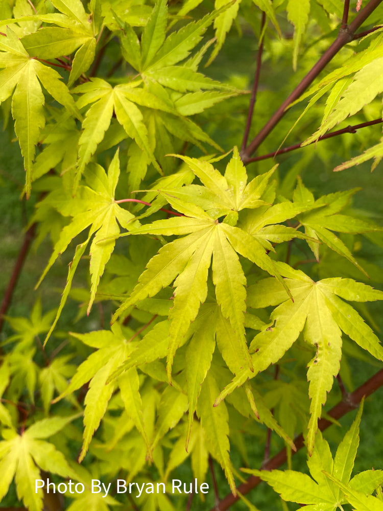 - Acer palmatum 'Alan's Gold' Pinebark Japanese Maple - Mr Maple │ Buy Japanese Maple Trees