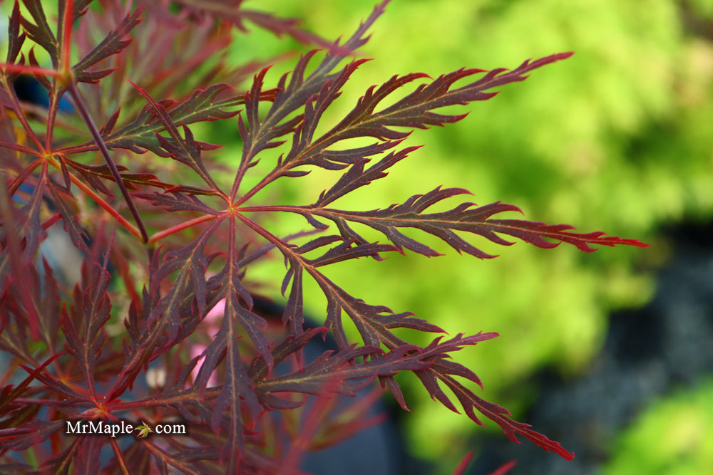 Acer palmatum 'English Lace' Japanese Maple