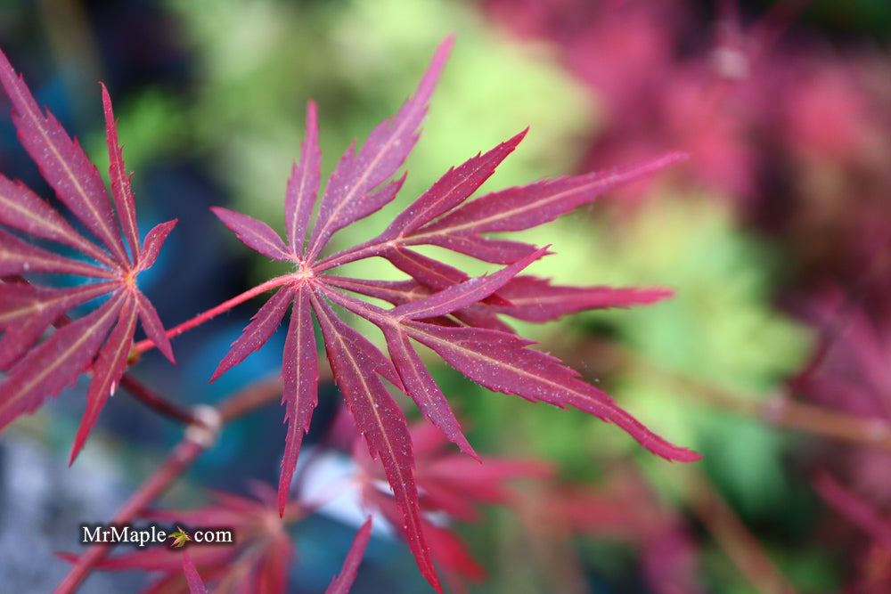 Acer palmatum 'Lionheart' Japanese Maple