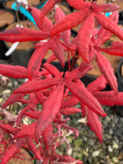 - Acer palmatum 'Peve Starfish' Japanese Maple - Mr Maple │ Buy Japanese Maple Trees