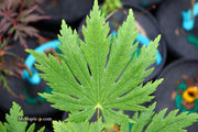 - Acer japonicum ‘Rising Sun’ Japanese Maple - Mr Maple │ Buy Japanese Maple Trees
