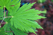 - Acer japonicum ‘Rising Sun’ Japanese Maple - Mr Maple │ Buy Japanese Maple Trees