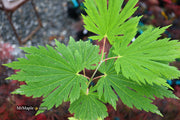 - Acer japonicum ‘Rising Sun’ Japanese Maple - Mr Maple │ Buy Japanese Maple Trees