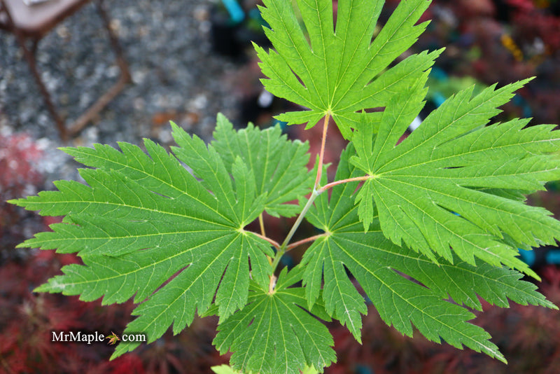 - Acer japonicum ‘Rising Sun’ Japanese Maple - Mr Maple │ Buy Japanese Maple Trees