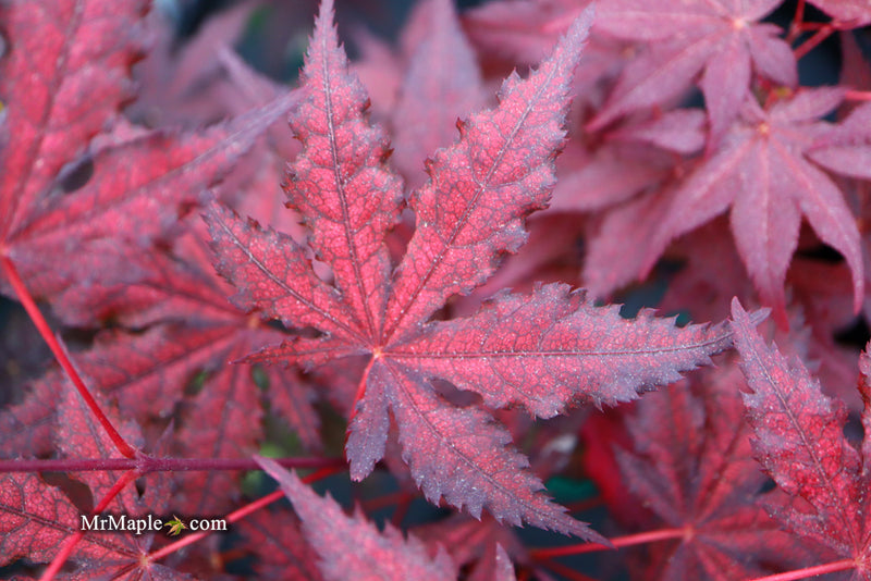 - Acer palmatum 'Dark Knight' Japanese Maple - Mr Maple │ Buy Japanese Maple Trees