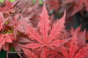 - Acer palmatum 'Dark Knight' Japanese Maple - Mr Maple │ Buy Japanese Maple Trees
