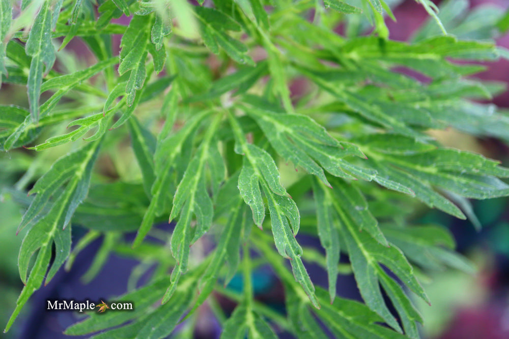FOR PICKUP ONLY | Acer japonicum X 'Gossamer' Dwarf Full Moon Japanese Maple | DOES NOT SHIP