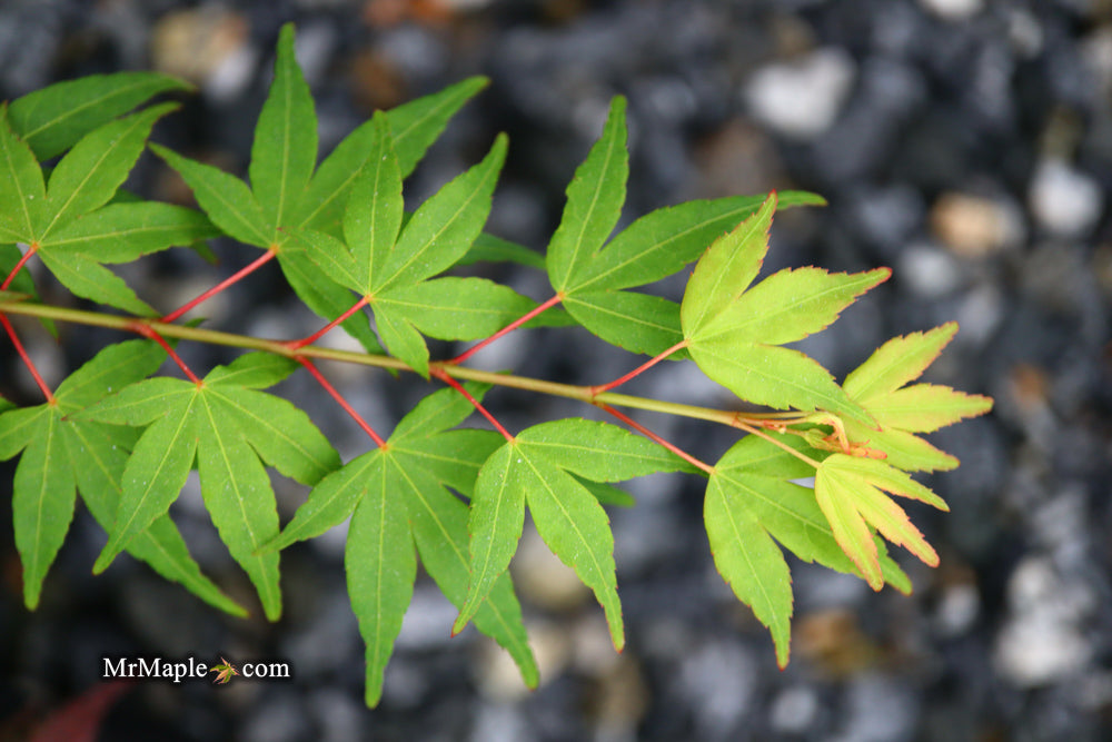 Acer palmatum 'Chika' Weeping Japanese Maple