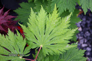 - FOR PICKUP ONLY | Acer japonicum 'Yama kage' Mountain Shadows Full Moon Japanese Maple | DOES NOT SHIP - Mr Maple │ Buy Japanese Maple Trees