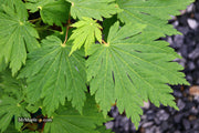 - FOR PICKUP ONLY | Acer japonicum 'Yama kage' Mountain Shadows Full Moon Japanese Maple | DOES NOT SHIP - Mr Maple │ Buy Japanese Maple Trees