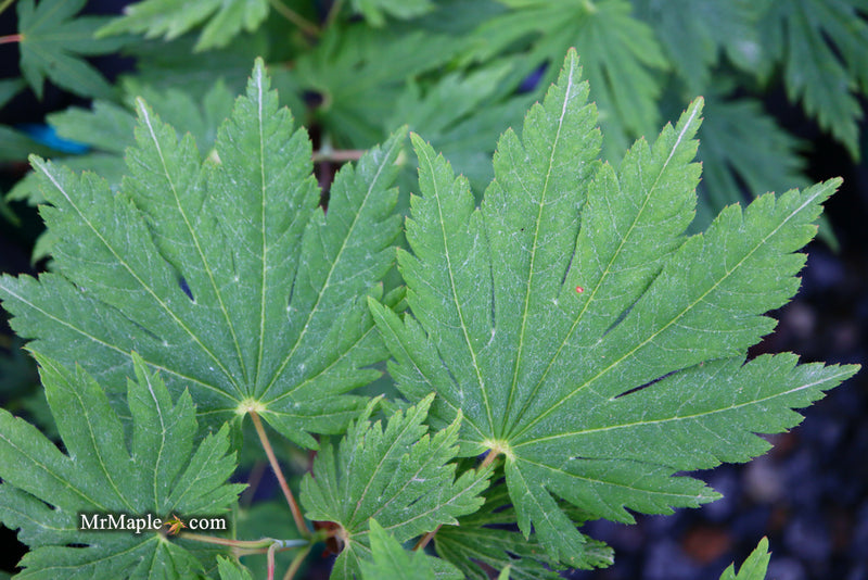 - Acer japonicum 'Yama kage' Mountain Shadows Full Moon Japanese Maple - Mr Maple │ Buy Japanese Maple Trees