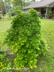 - Acer palmatum 'Ryusen' Japanese Maple - Mr Maple │ Buy Japanese Maple Trees