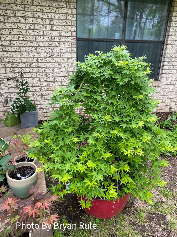 - Acer palmatum 'Ryusen' Japanese Maple - Mr Maple │ Buy Japanese Maple Trees