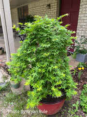 - Acer palmatum 'Ryusen' Japanese Maple - Mr Maple │ Buy Japanese Maple Trees
