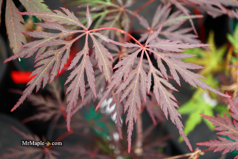 Acer palmatum 'Monticello Gardens' Dwarf Japanese Maple