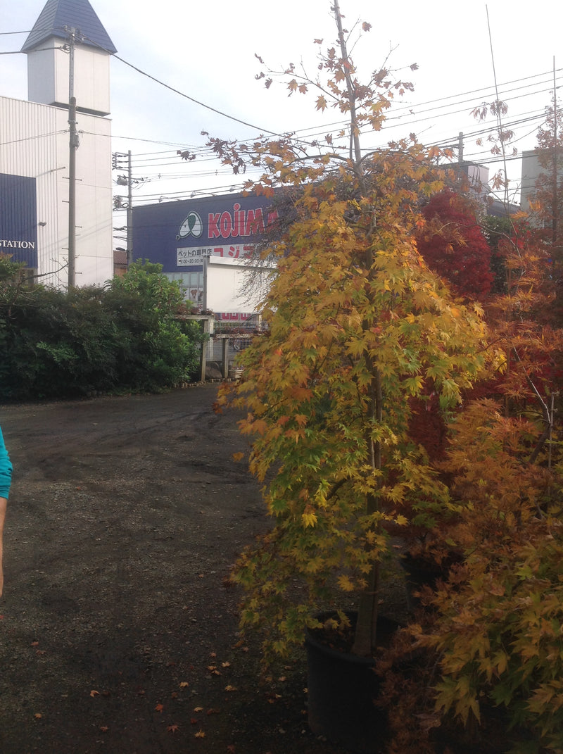 - Acer palmatum 'Rikuzen shidare' Weeping Japanese Maple - Mr Maple │ Buy Japanese Maple Trees