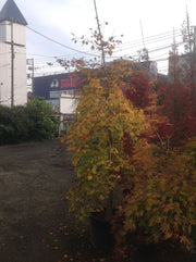 - Acer palmatum 'Rikuzen shidare' Weeping Japanese Maple - Mr Maple │ Buy Japanese Maple Trees