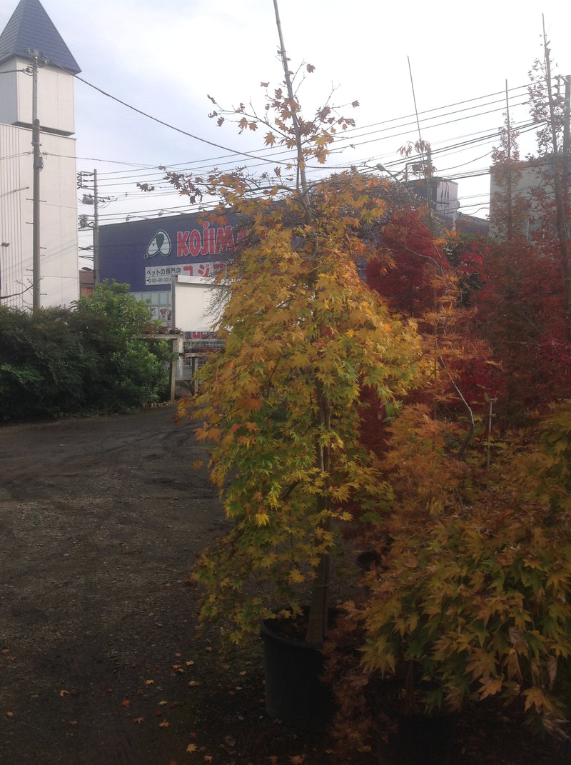 - Acer palmatum 'Rikuzen shidare' Weeping Japanese Maple - Mr Maple │ Buy Japanese Maple Trees