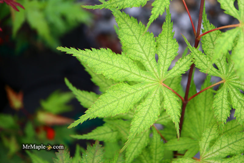 - Acer palmatum 'Grandma Ghost' Japanese Maple - Mr Maple │ Buy Japanese Maple Trees