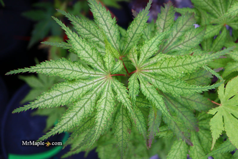 - Acer palmatum 'Grandma Ghost' Japanese Maple - Mr Maple │ Buy Japanese Maple Trees