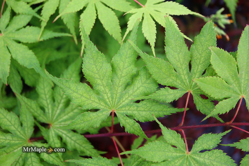 - Acer palmatum 'Grandma Ghost' Japanese Maple - Mr Maple │ Buy Japanese Maple Trees