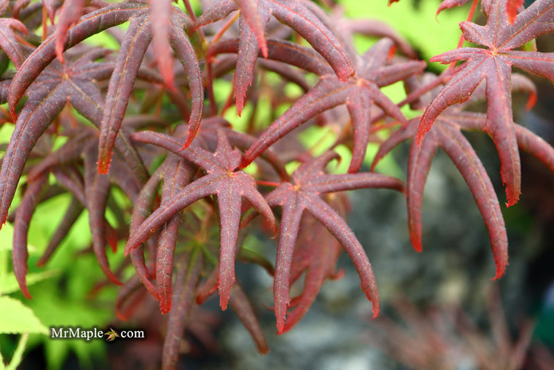 - Acer palmatum 'Peve Starfish' Japanese Maple - Mr Maple │ Buy Japanese Maple Trees
