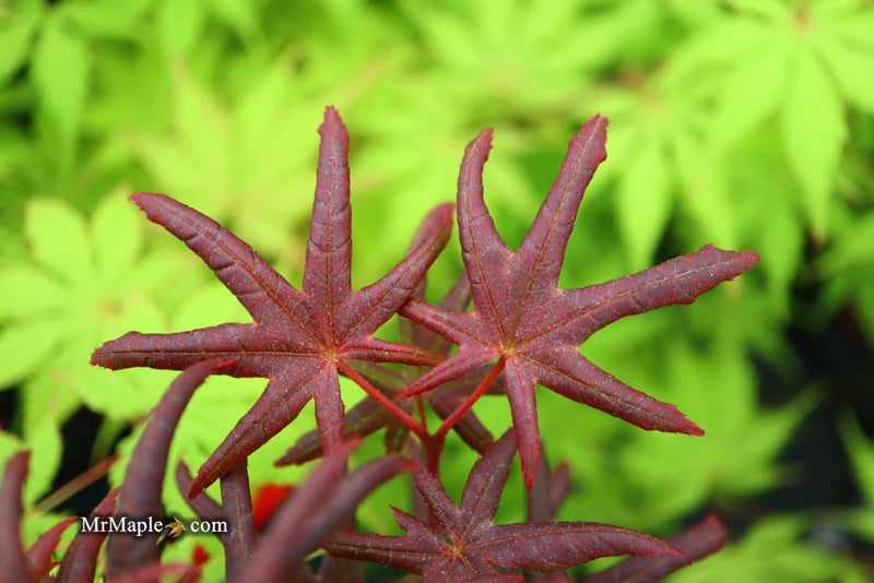 - Acer palmatum 'Peve Starfish' Japanese Maple - Mr Maple │ Buy Japanese Maple Trees