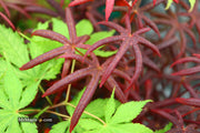 - Acer palmatum 'Peve Starfish' Japanese Maple - Mr Maple │ Buy Japanese Maple Trees