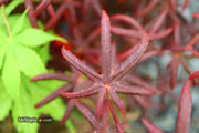 - Acer palmatum 'Peve Starfish' Japanese Maple - Mr Maple │ Buy Japanese Maple Trees
