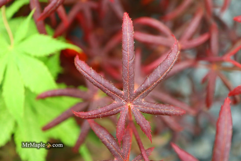 - Acer palmatum 'Peve Starfish' Japanese Maple - Mr Maple │ Buy Japanese Maple Trees