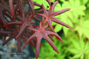 - Acer palmatum 'Peve Starfish' Japanese Maple - Mr Maple │ Buy Japanese Maple Trees