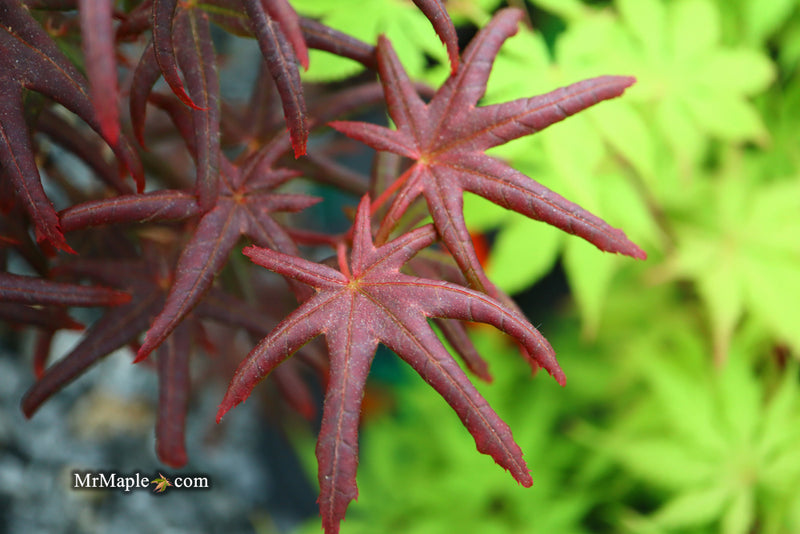 - Acer palmatum 'Peve Starfish' Japanese Maple - Mr Maple │ Buy Japanese Maple Trees