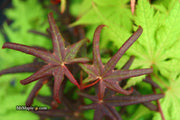 - Acer palmatum 'Peve Starfish' Japanese Maple - Mr Maple │ Buy Japanese Maple Trees